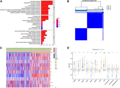 Development and validation of a novel necroptosis-related score to improve the outcomes of clear cell renal cell carcinoma